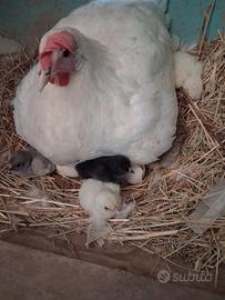 gallina con pulcini
