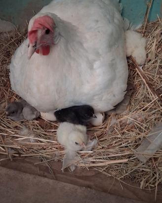 gallina con pulcini
