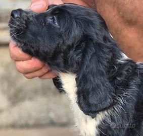 Springer spaniel