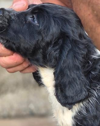 Springer spaniel