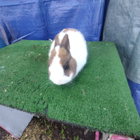 Coniglio nano colorato