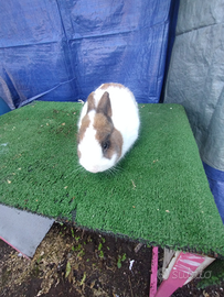 Coniglio nano colorato