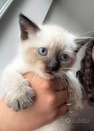 Cuccioli Siamesi a Trieste - 1 Mese