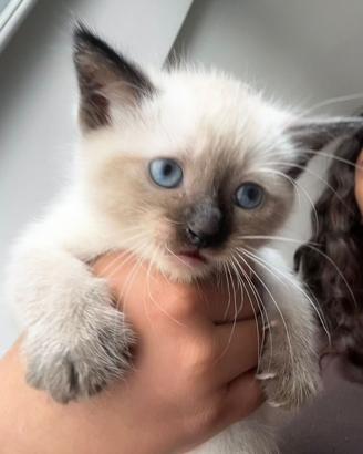 Cuccioli Siamesi a Trieste - 1 Mese