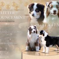 Cuccioli Miniature American Shepherd