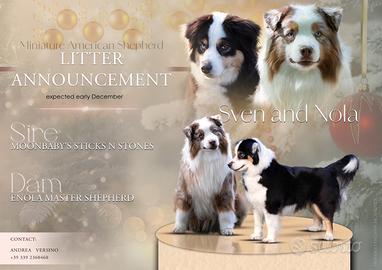 Cuccioli Miniature American Shepherd