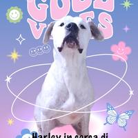 Harley dogo argentino in adozione