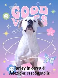 Harley dogo argentino in adozione