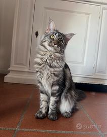 Maine coon