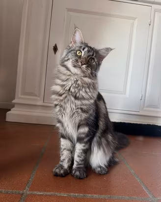 Maine coon