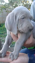 Cuccioli di wiermaraner