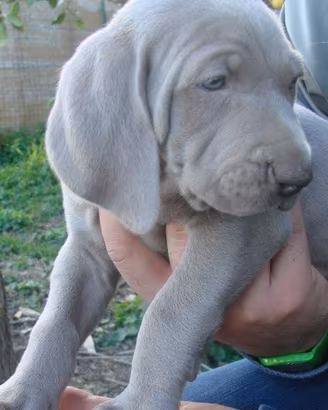 Cuccioli di wiermaraner