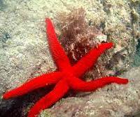Stella marina Echinaster Sepositus