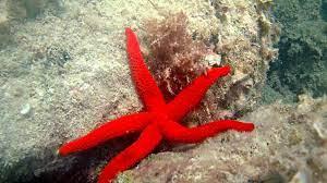 Stella marina Echinaster Sepositus
