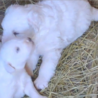 Cuccioli di Pastore Maremmano Abruzzese PMA