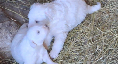 Cuccioli di Pastore Maremmano Abruzzese PMA