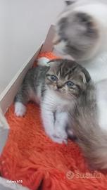 Scottish fold femminuccia