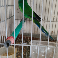 Parrocchetto Fort lincon