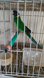 Parrocchetto Fort lincon