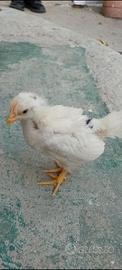Galline pulcini