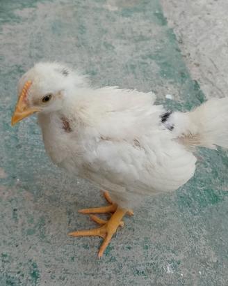 Galline pulcini