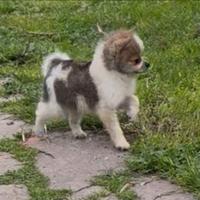 Maschio Chihuahua Spitz