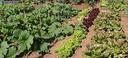 lotti-agricoli-per-orto-a-chiaravalle