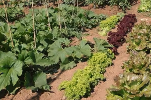 lotti agricoli per orto a Chiaravalle