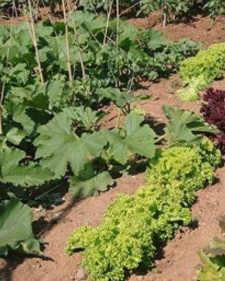 lotti agricoli per orto a Chiaravalle