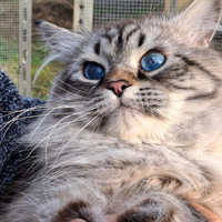 Siberiano Neva Masquerade per accoppiamento