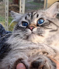 Siberiano Neva Masquerade per accoppiamento