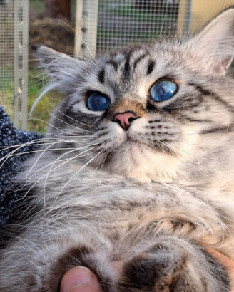 Siberiano Neva Masquerade per accoppiamento