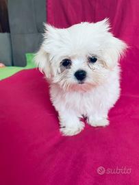 Cuccioli di Maltese con pedigree ENCI
