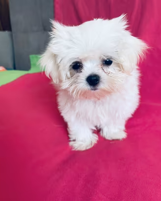 Cuccioli di Maltese con pedigree ENCI