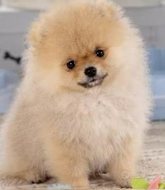 Pomerania taglia piccola