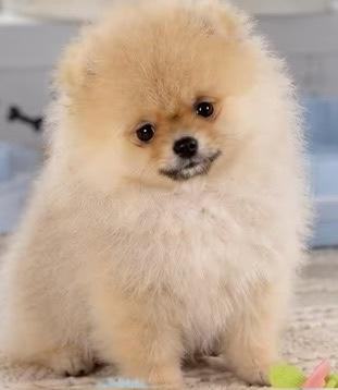 Pomerania taglia piccola