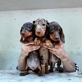 Cuccioli bassotto cioccolato