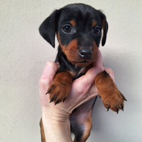 Cucciolo di zwergpinscher con pedigree Enci
