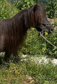 Pony Shetland femmina