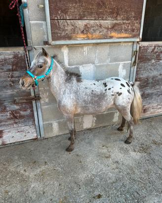 Pony Shetland Appalosa