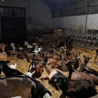 80 capre camosciate e saanen