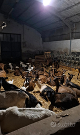 80 capre camosciate e saanen