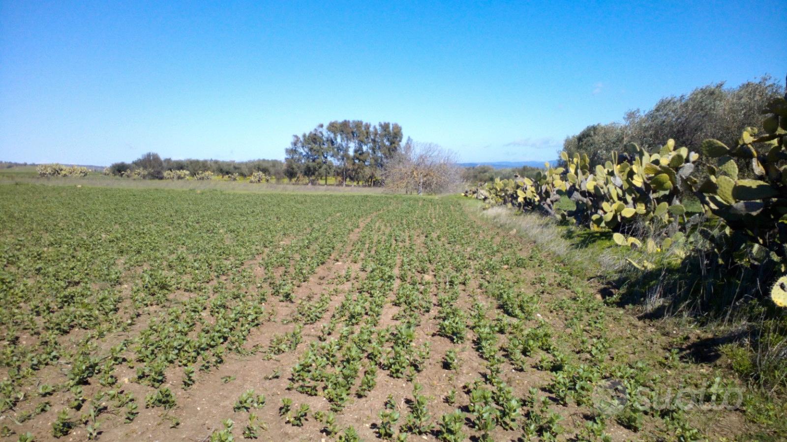 Monastir, terreno agricolo di 5340mq - Vista 2