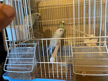 Cocorite appena svezzati