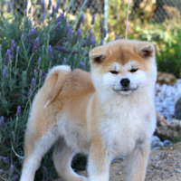Cuccioli di Akita inu