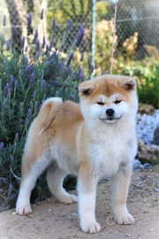 Cuccioli di Akita inu