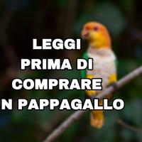 Pappagallo