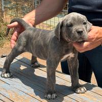 Cane Corso Cuccioli di 2 mesi con Pedigree