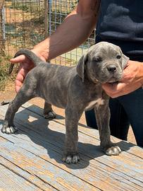 Cane Corso Cuccioli di 2 mesi con Pedigree