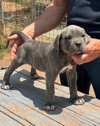 Cane Corso Cuccioli di 2 mesi con Pedigree